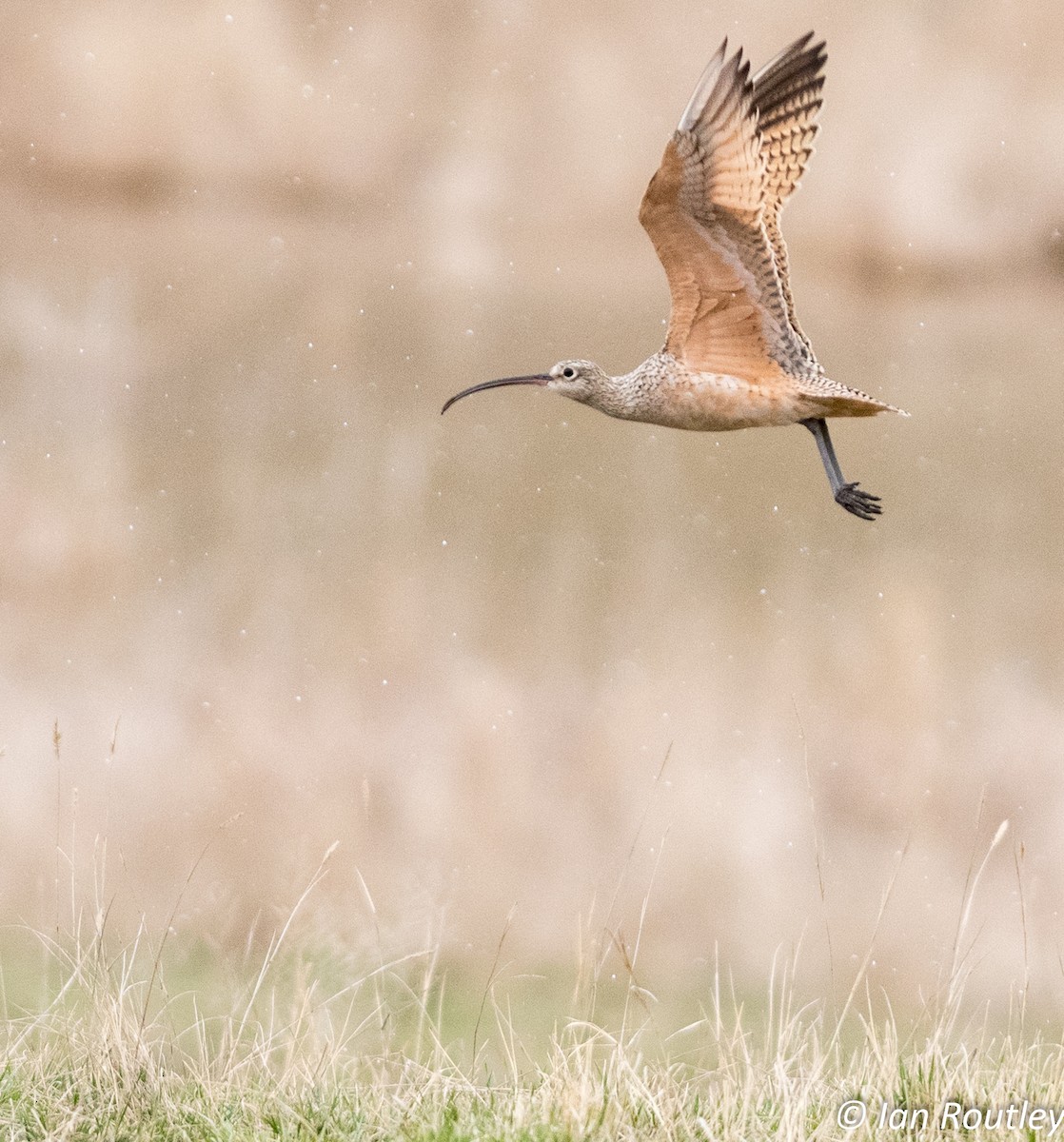 Long-billed Curlew - Ian Routley