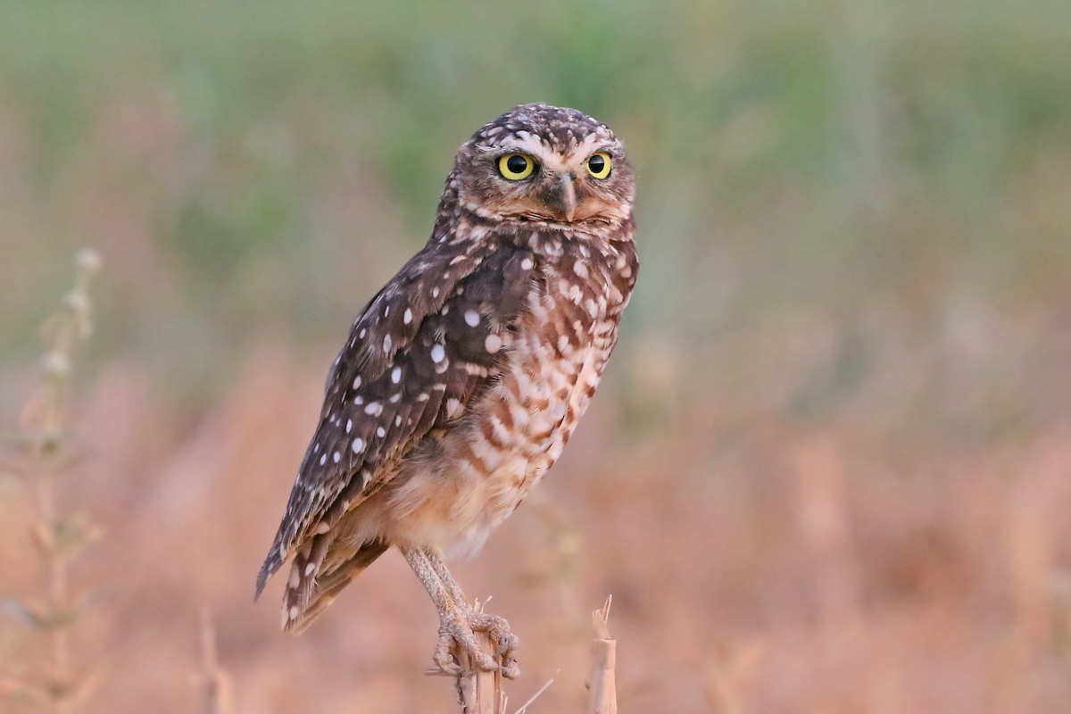 Burrowing Owl - ML532275111