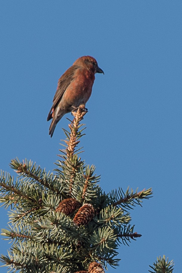 EBird Checklist 2 Apr 2017 Home 12 Species