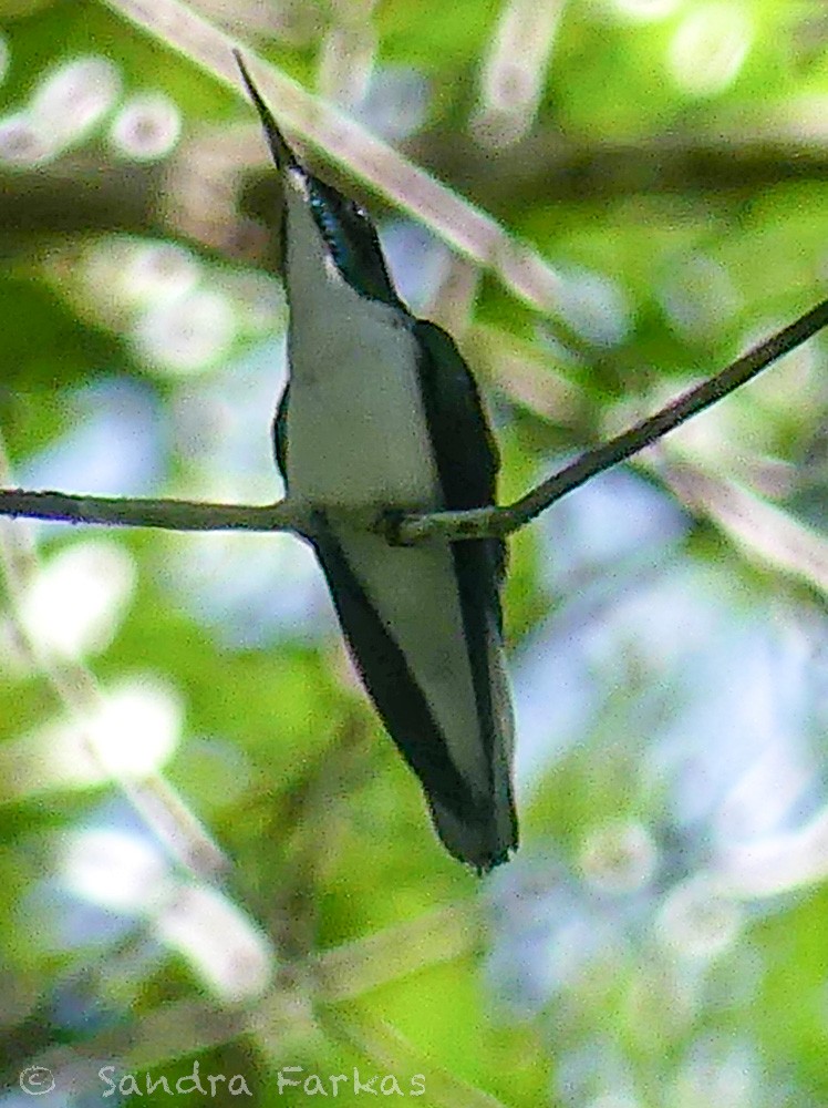 Purple-crowned Fairy - ML532283811