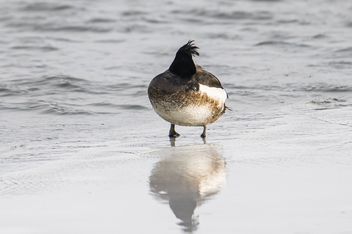 Tufted Duck - ML532284141