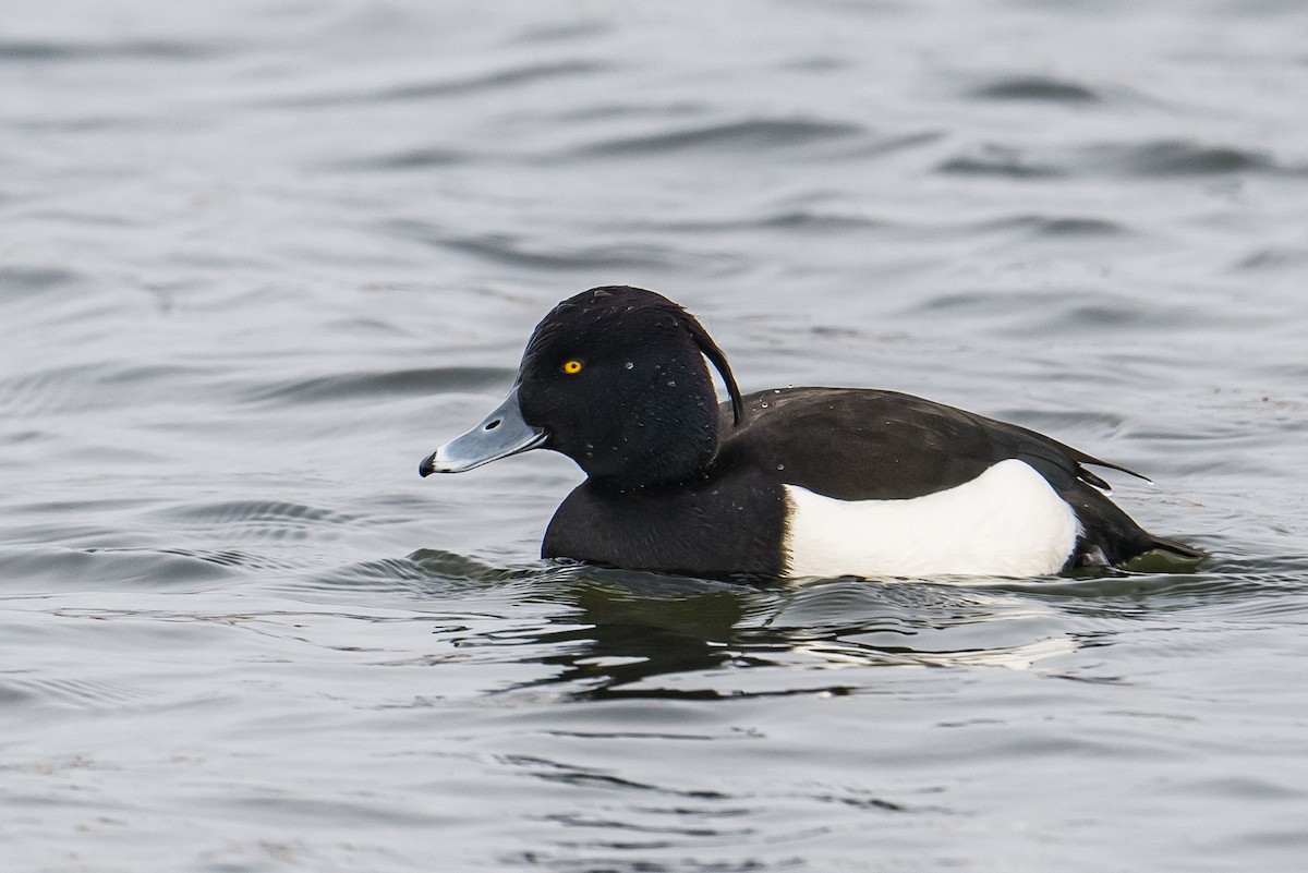 Tufted Duck - ML532284171