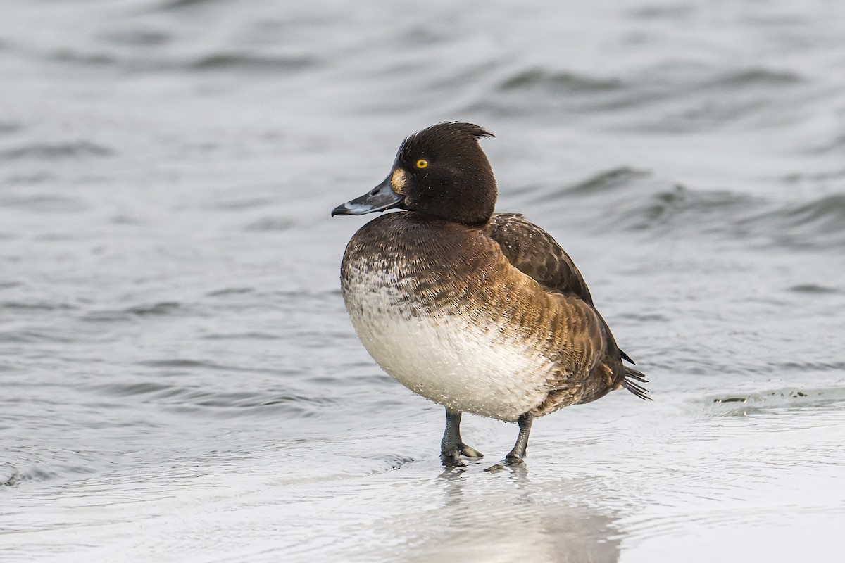 Tufted Duck - ML532284181