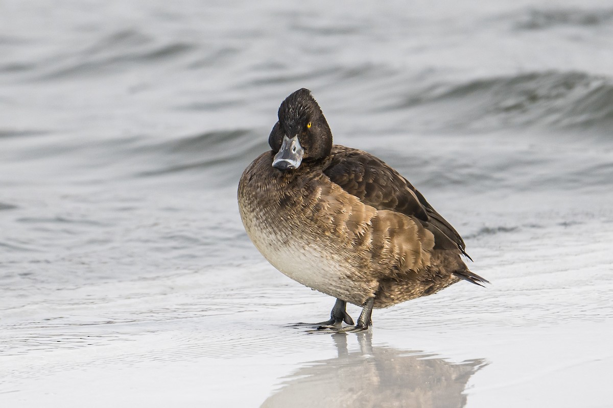 Tufted Duck - ML532284191