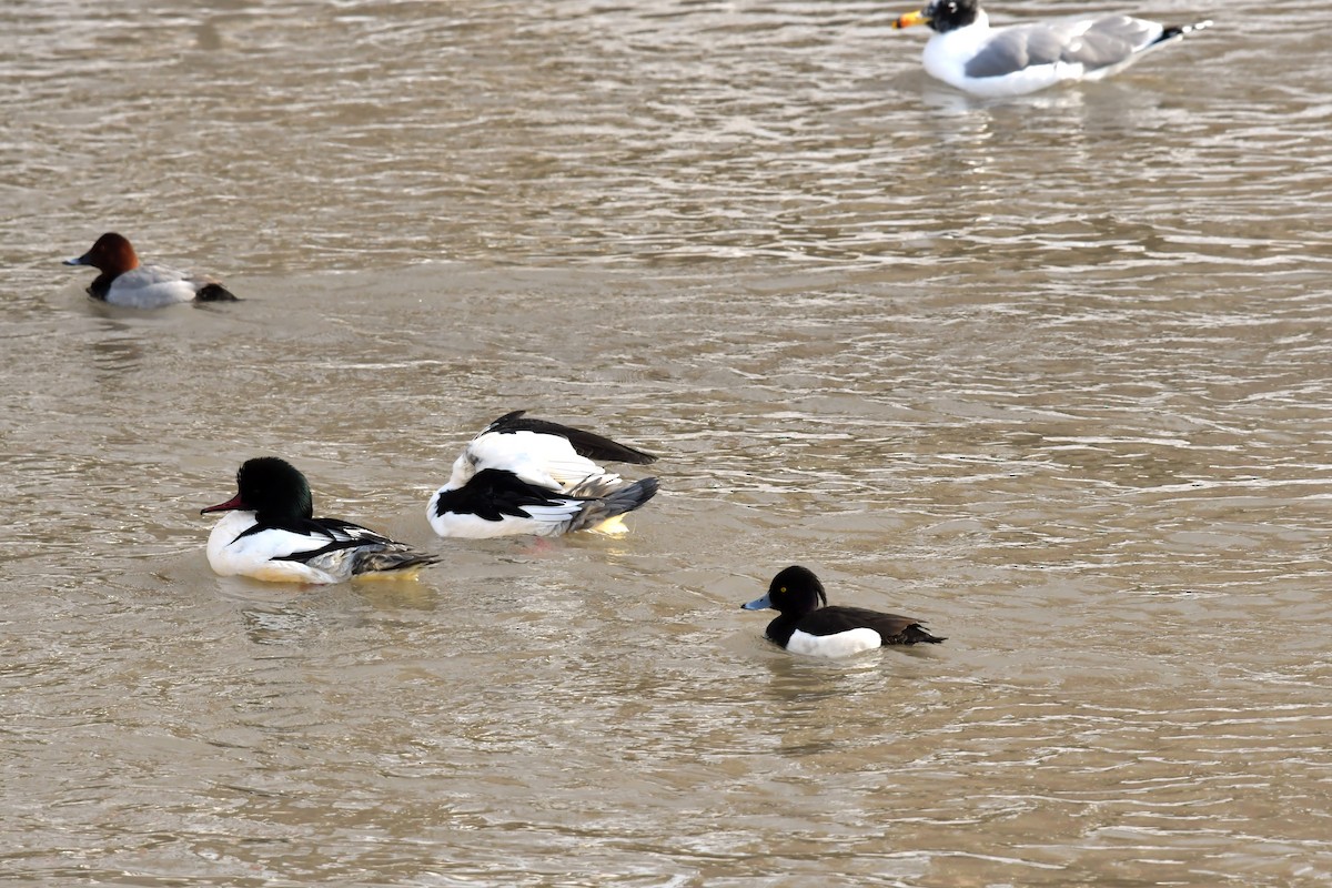 Tufted Duck - ML532289671