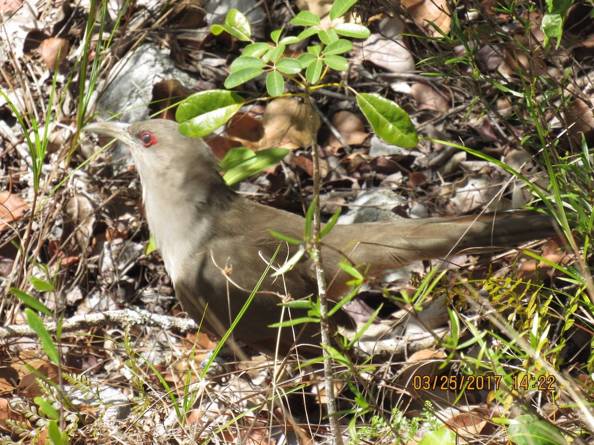 Great Lizard-Cuckoo (Bahamas) - Vivian F. Moultrie