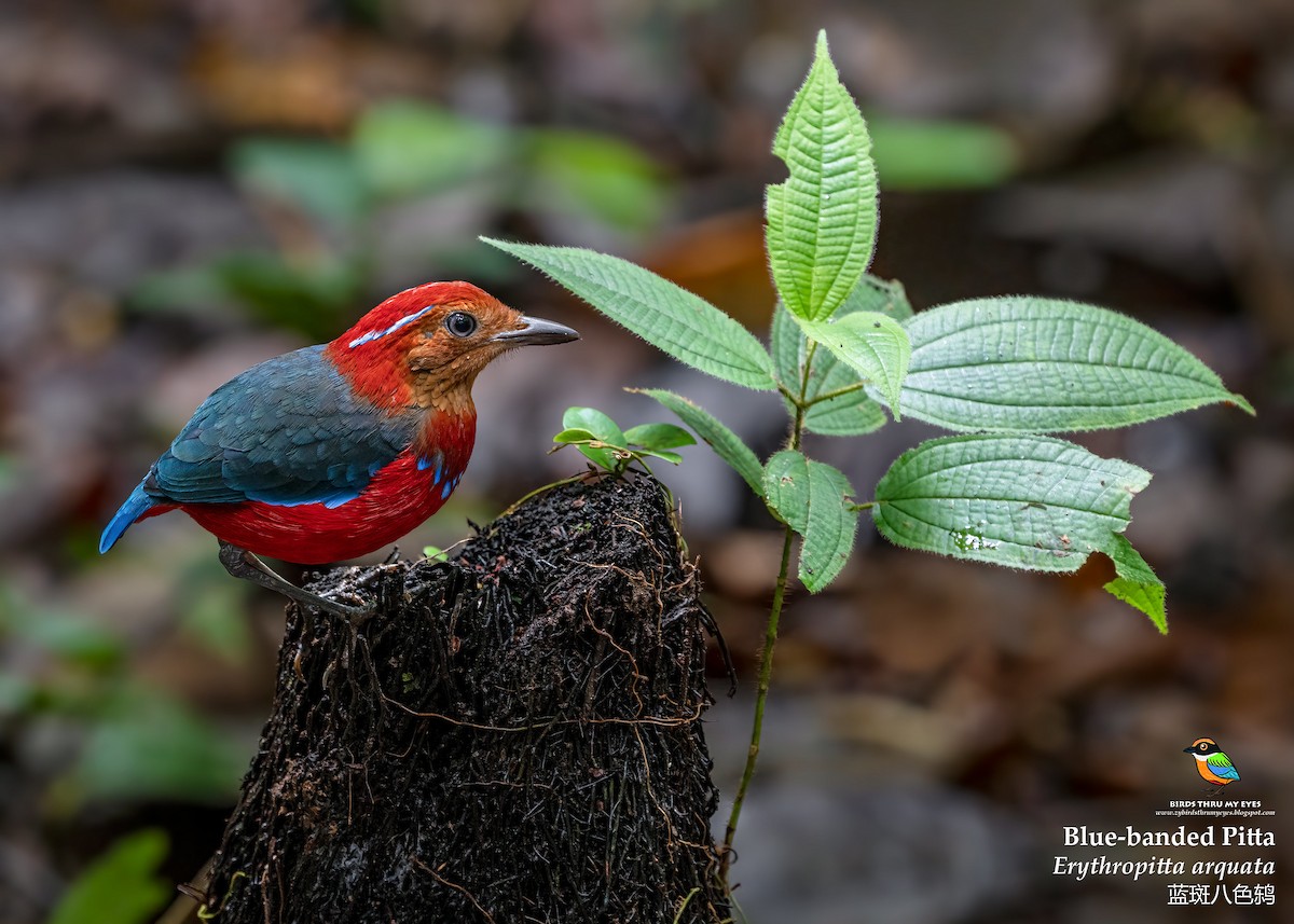 Blue-banded Pitta - ML532302941