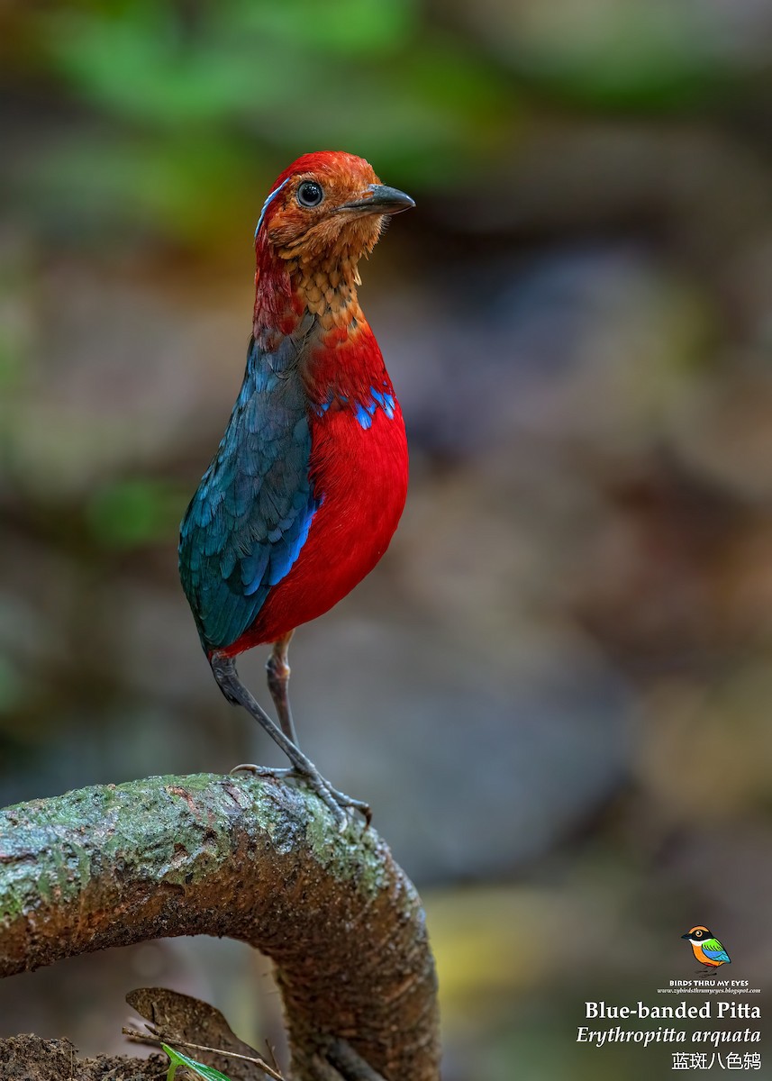 Blue-banded Pitta - ML532302951