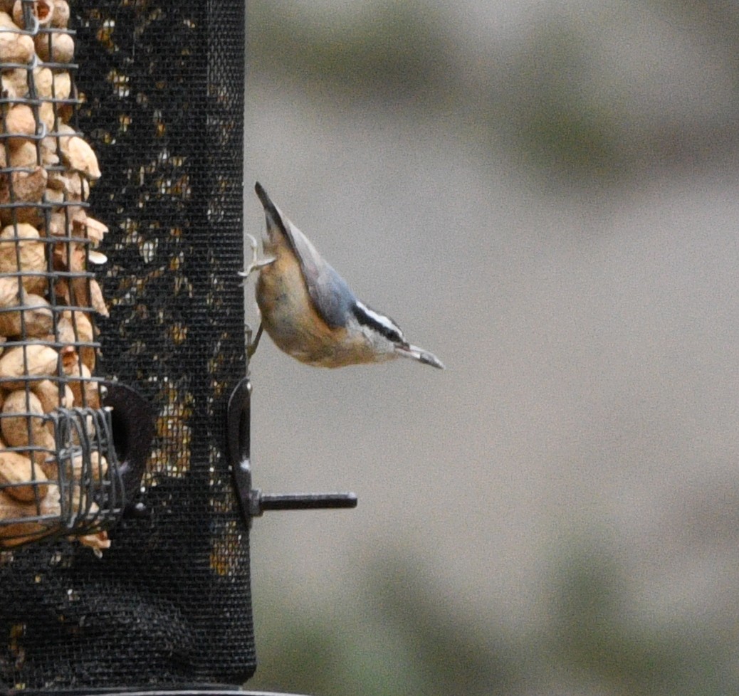 Red-breasted Nuthatch - ML532303141