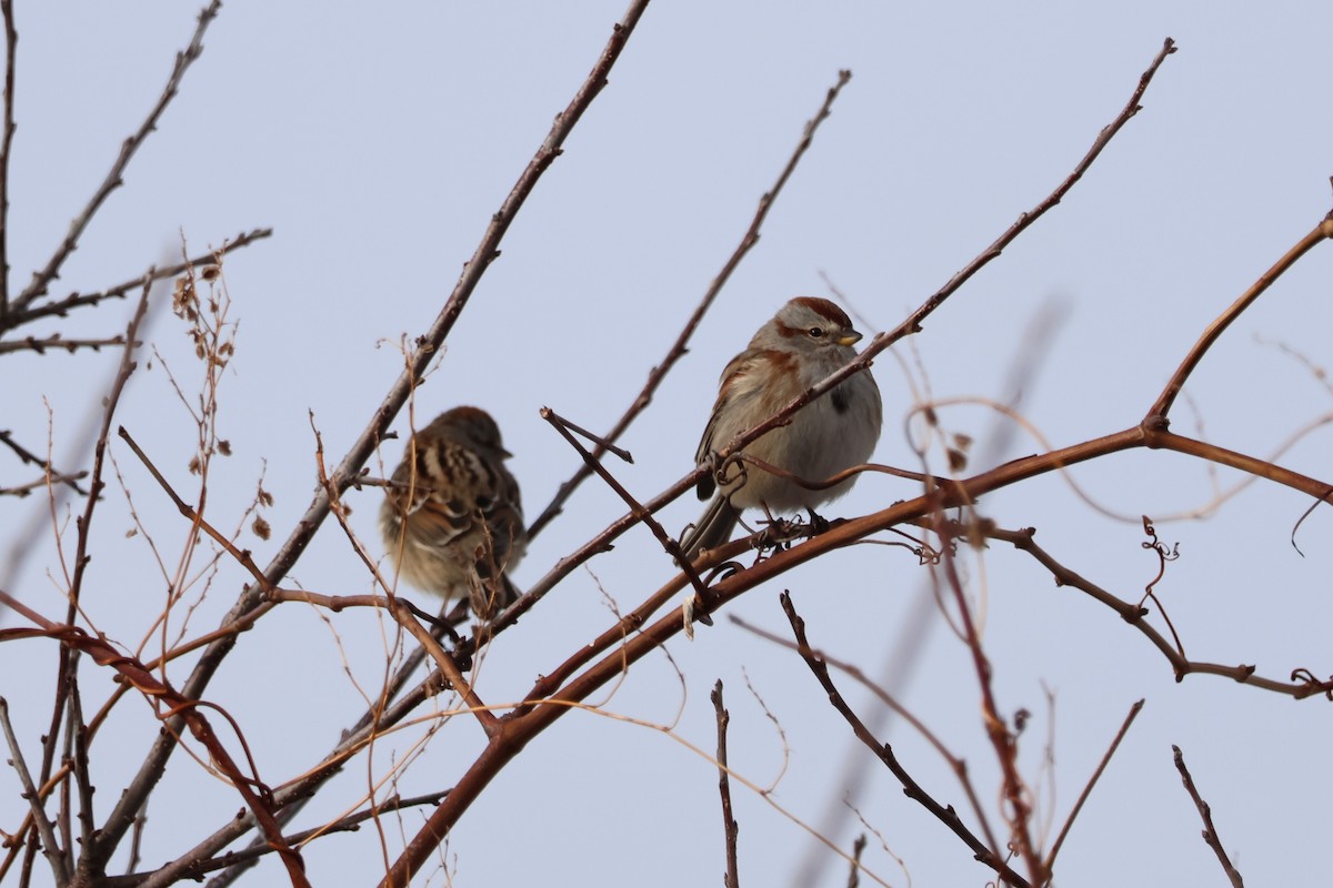 American Tree Sparrow - ML532304451