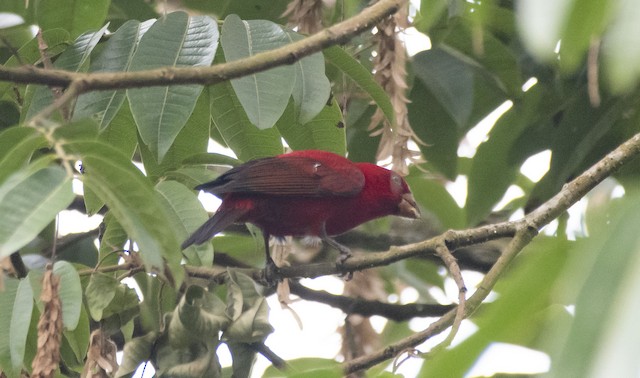 Scarlet Finch — photographed by Sayantan Ghosh