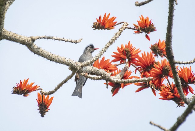 Himalayan Black Bulbul — photographed by Sayantan Ghosh