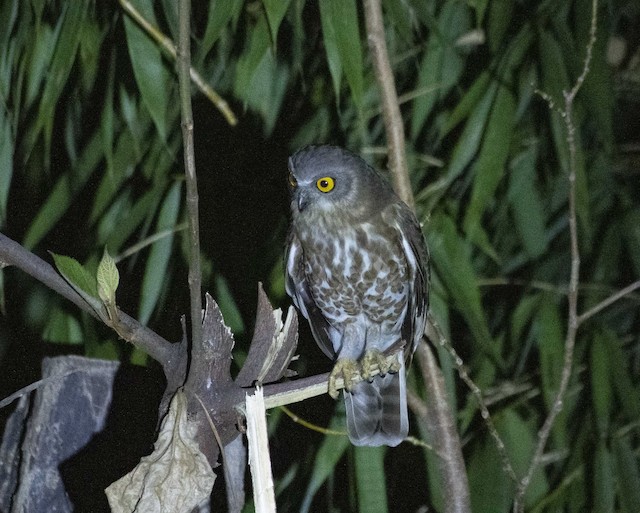 Brown Hawk-Owl (Brown Boobook) — photographed by Sayantan Ghosh