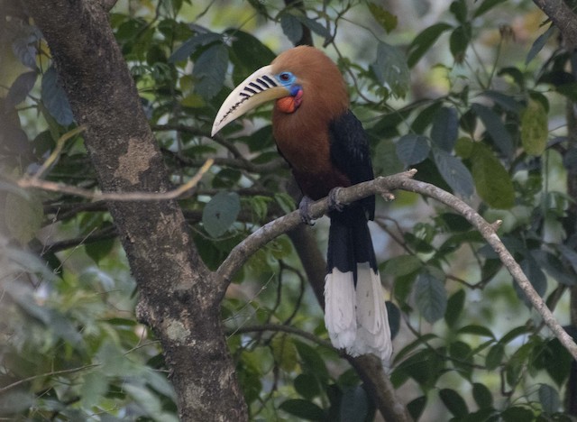 Rufous-necked Hornbill — photographed by Sayantan Ghosh