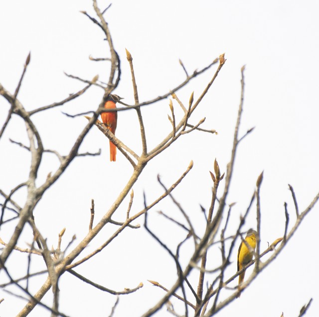 Scarlet Minivet — photographed by Sayantan Ghosh
