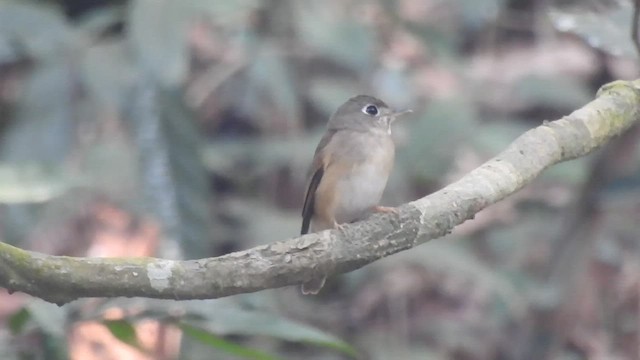 Brown-breasted Flycatcher - ML532317111