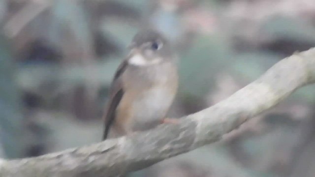 Brown-breasted Flycatcher - ML532317161