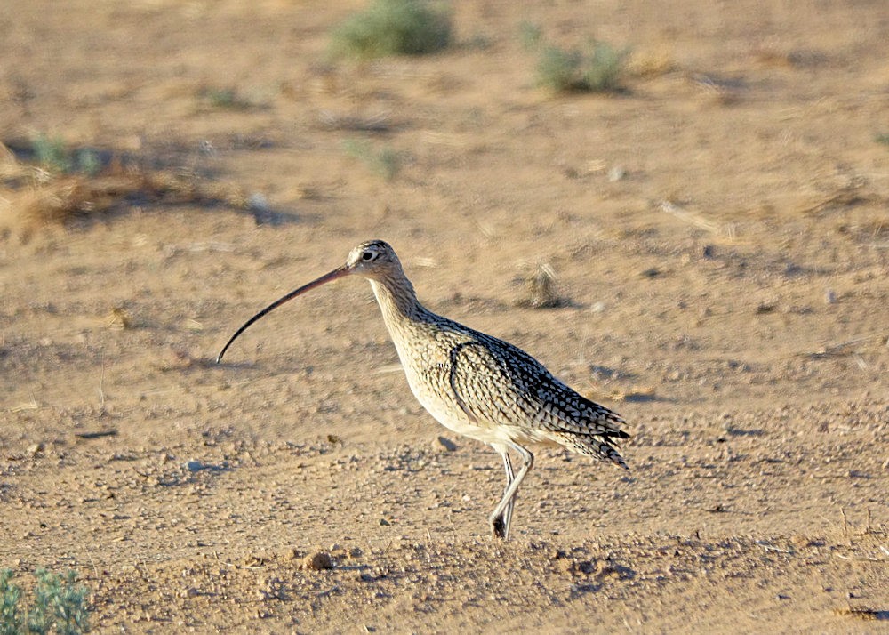 Long-billed Curlew - ML532320471