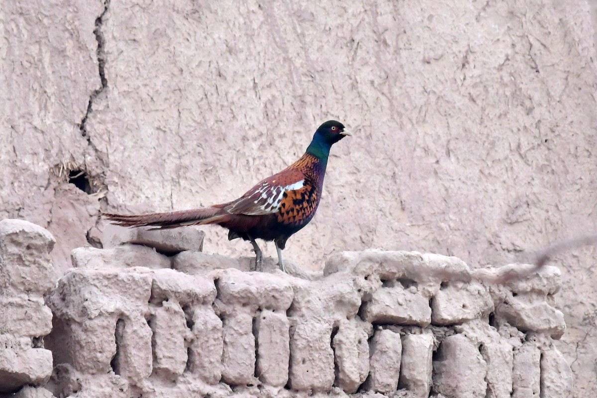 Ring-necked Pheasant - ML532320801