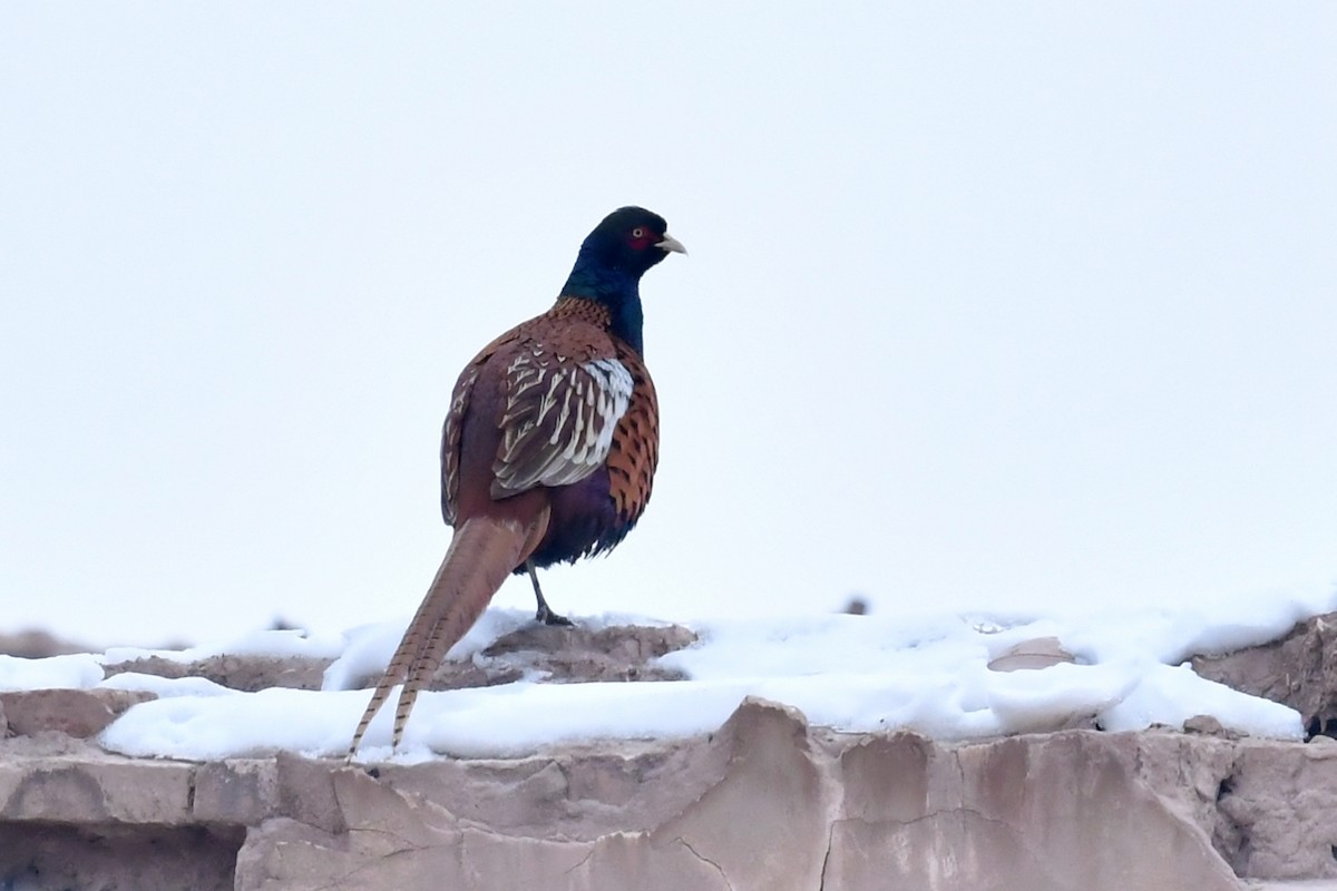 Ring-necked Pheasant - ML532320821