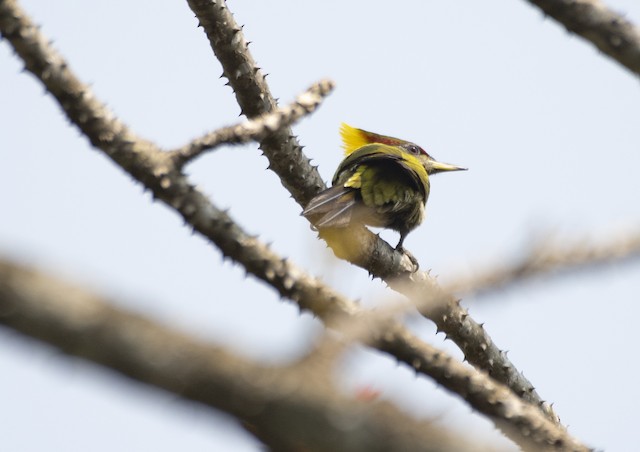 Lesser Yellownape — photographed by Sayantan Ghosh