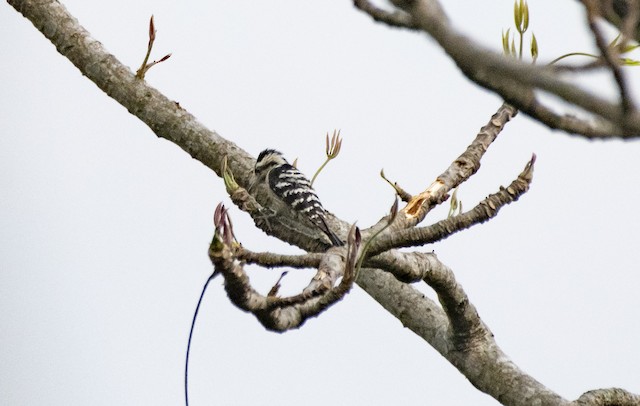 Grey-capped Pygmy Woodpecker — photographed by Sayantan Ghosh