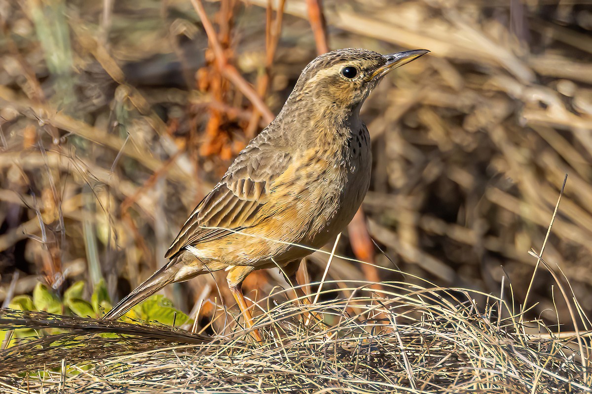 Long-billed Pipit (Indian) - ML532323061
