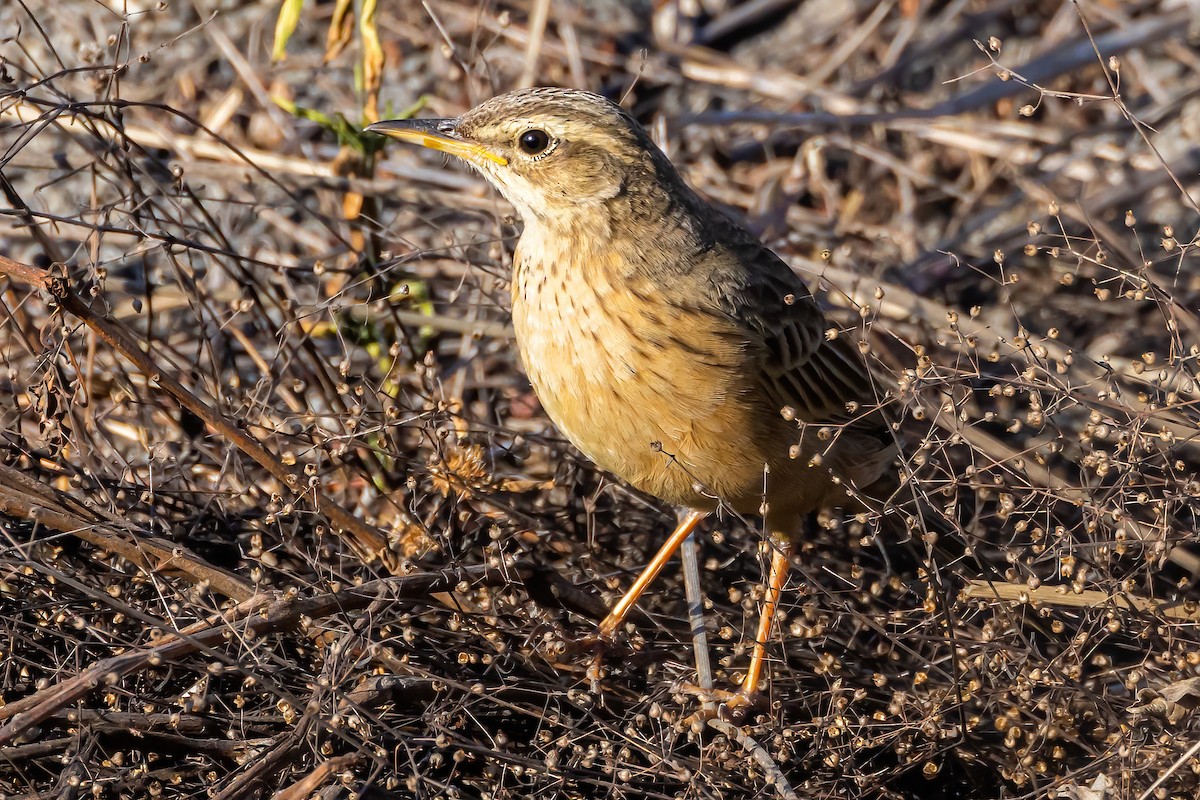 Long-billed Pipit (Indian) - ML532323071