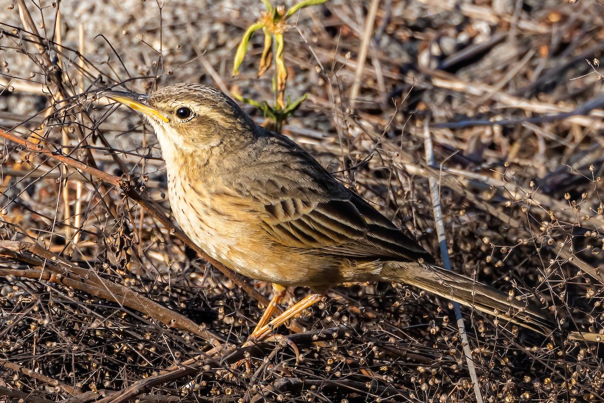 Long-billed Pipit (Indian) - ML532323081