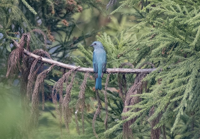 Pale Blue Flycatcher — photographed by Sayantan Ghosh