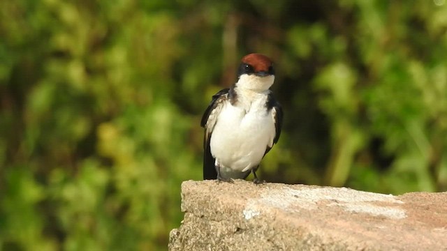 Wire-tailed Swallow - ML532325111