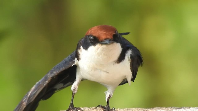 Wire-tailed Swallow - ML532325161