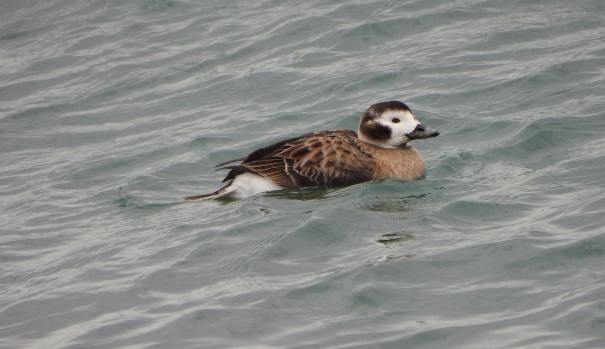 Long-tailed Duck - ML532325551