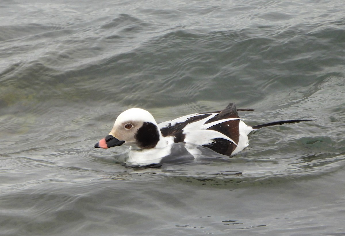 Long-tailed Duck - ML532325561