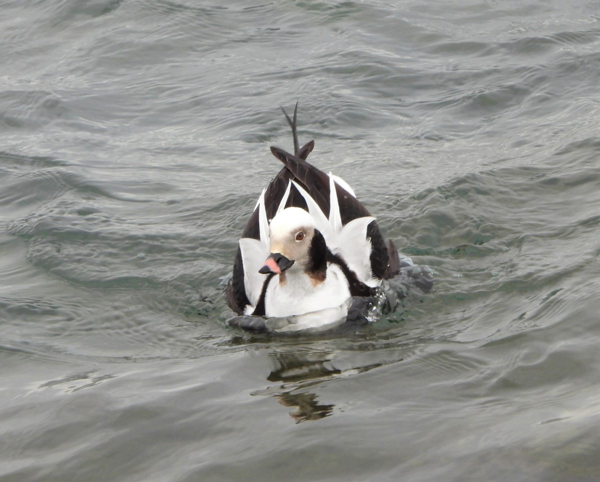 Long-tailed Duck - ML532325571