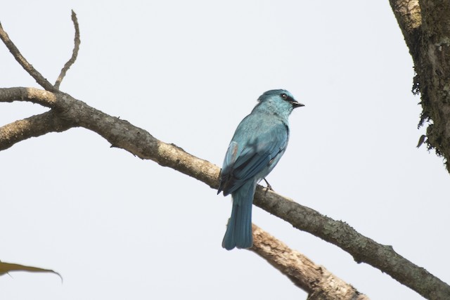 Verditer Flycatcher — photographed by Sayantan Ghosh