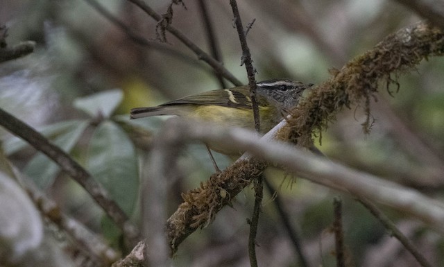 Ashy-throated Warbler — photographed by Sayantan Ghosh