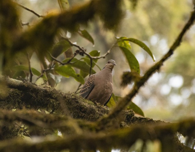Oriental Turtle-Dove — photographed by Sayantan Ghosh