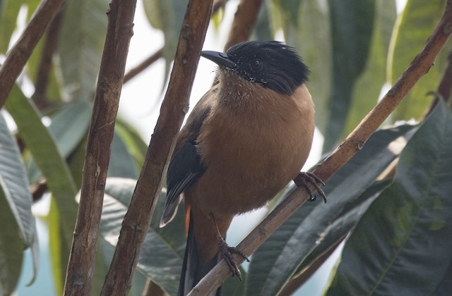 Rufous Sibia — photographed by Sayantan Ghosh