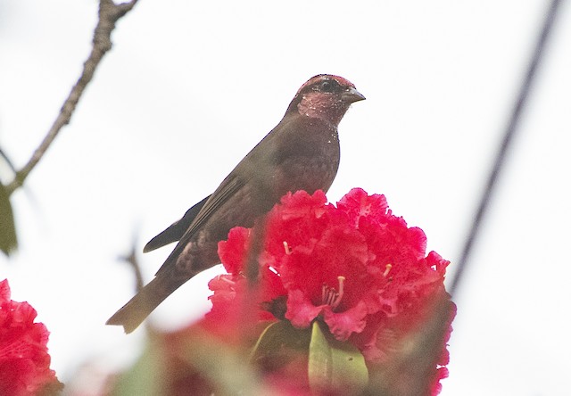 Dark-breasted Rosefinch — photographed by Sayantan Ghosh