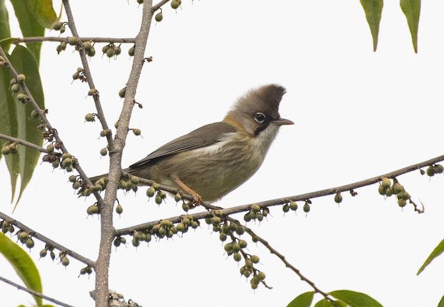 Whiskered Yuhina — photographed by Sayantan Ghosh
