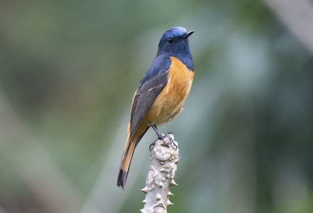 Blue-fronted Redstart — photographed by Sayantan Ghosh