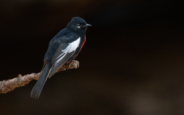 painted redstart