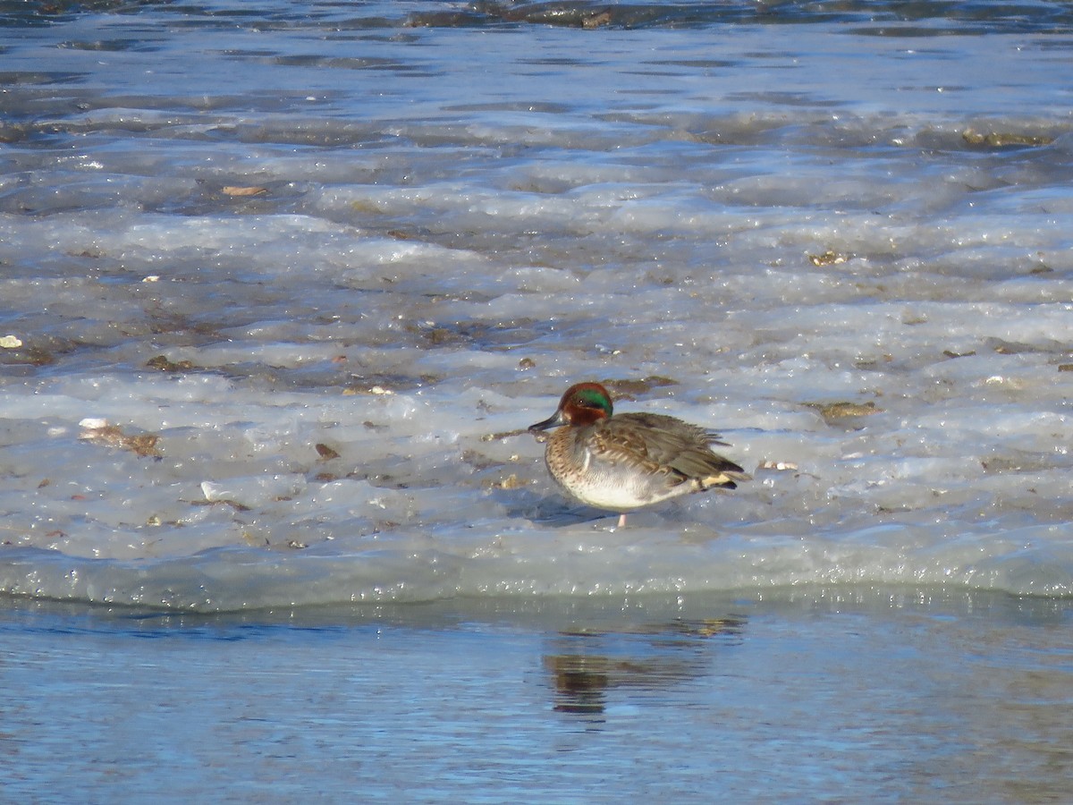 Green-winged Teal - ML532329581