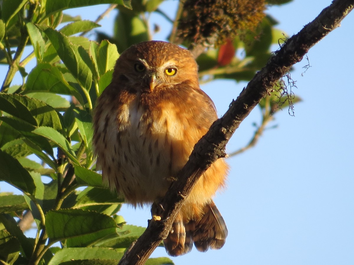 Andean Pygmy-Owl - Kenneth Schwartz