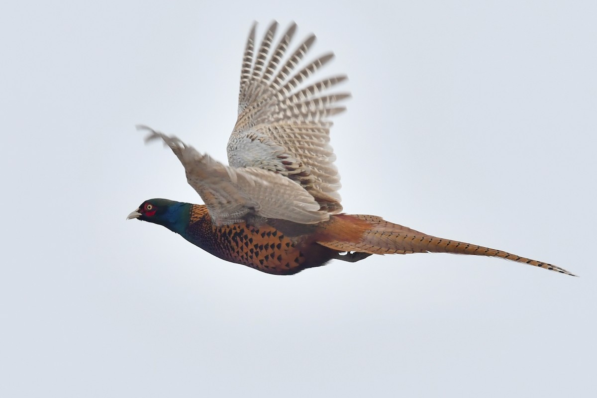 Ring-necked Pheasant - Qin Huang
