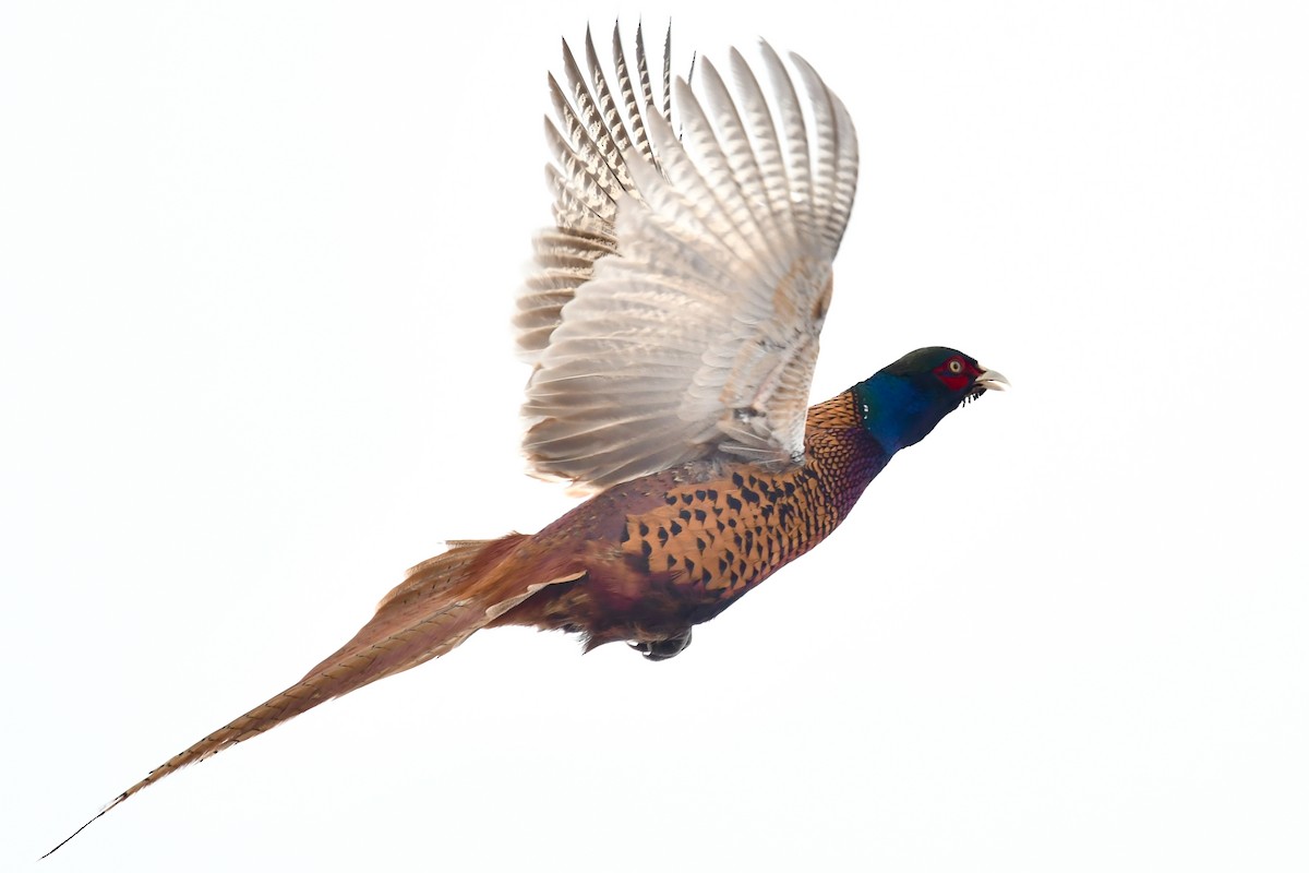 Ring-necked Pheasant - ML532330161