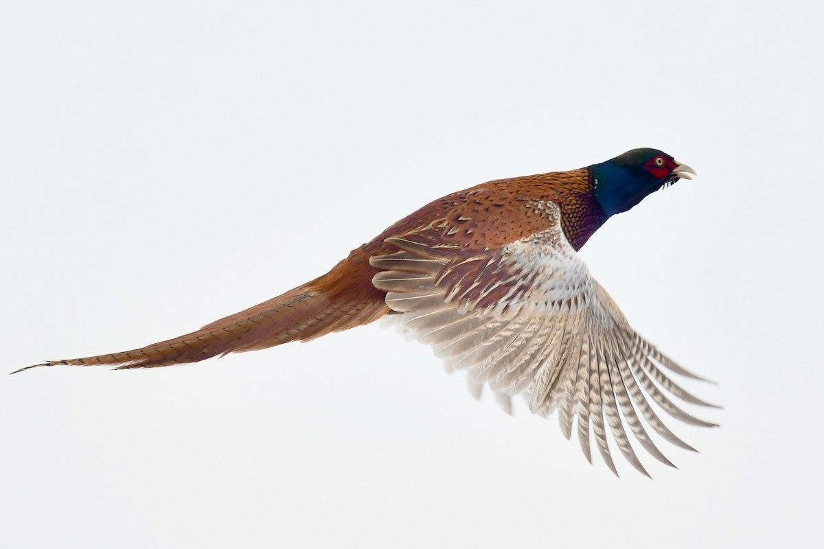 Ring-necked Pheasant - ML532330171