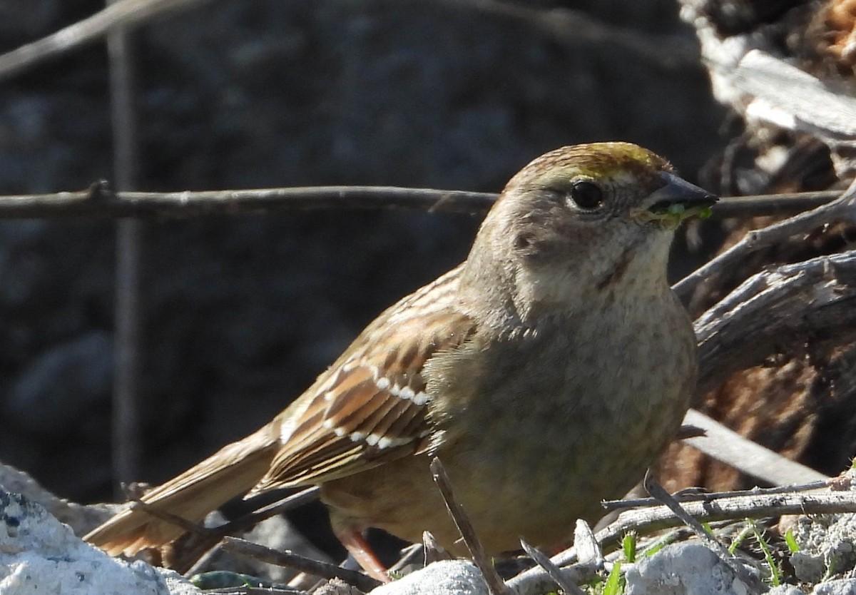 Golden-crowned Sparrow - ML532332391