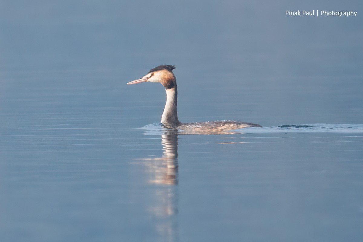 Great Crested Grebe - ML532334321